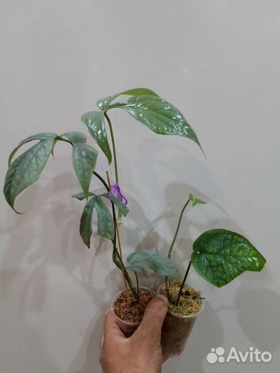 Алоказия,монстеры, сингониумы и др