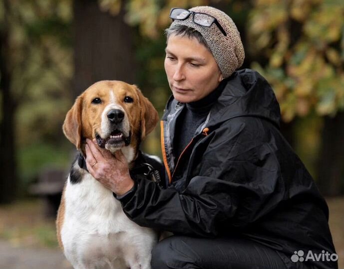 Собаки бесплатно из приюта