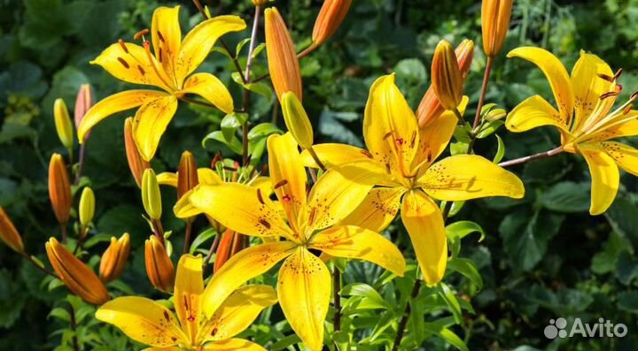 Хоста, лилии, аквилегия