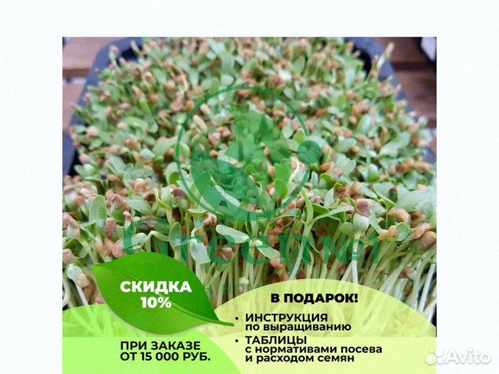 Микрозелень