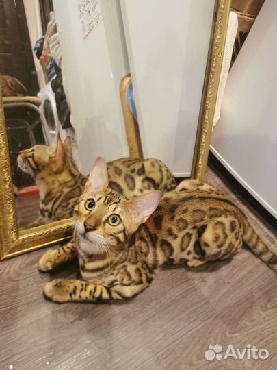 Бенгальские котята