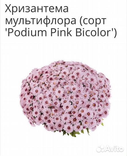 Хризантема