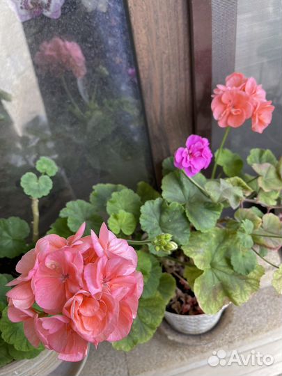 Герань пеларгония