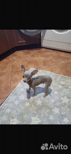 Тои терьер мини