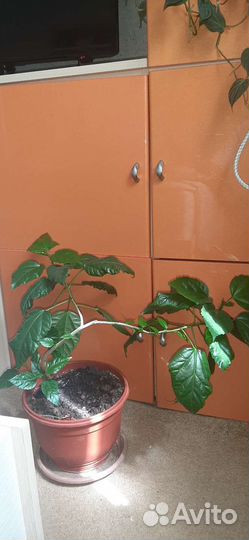 Гибискус китайская роза