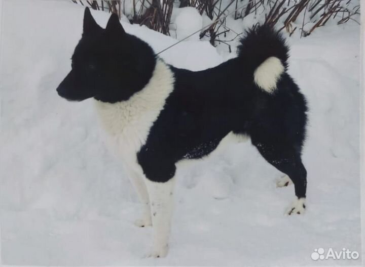 Щенки Русско европейской лайки