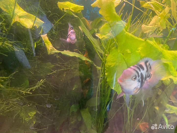 Мальки сапфировый попугай