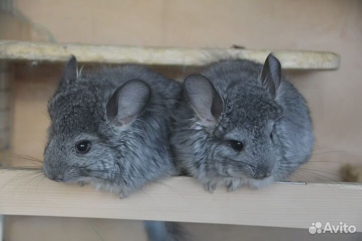 Продаю ангорских шиншилл
