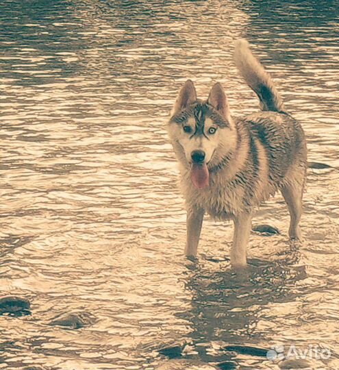 Сибирский хаски