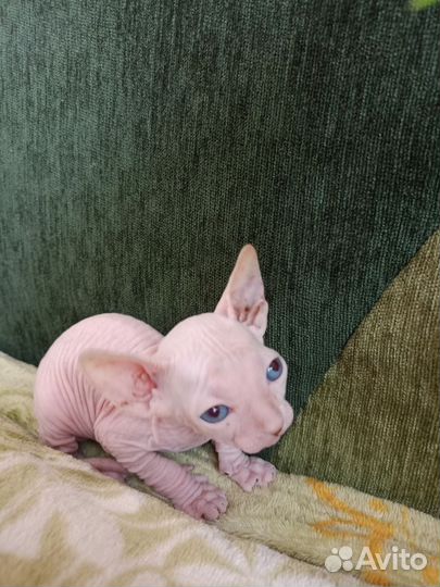 Канадский сфинкс котенок