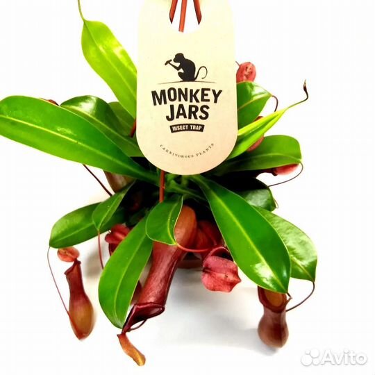 Цветок хищник Непентес