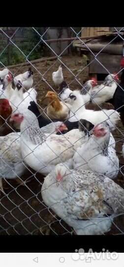 Яйцо инкубационное, от домашних кур