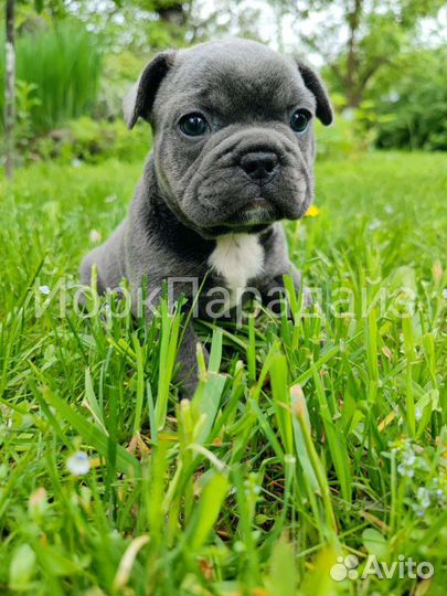 Голубой французский бульдог