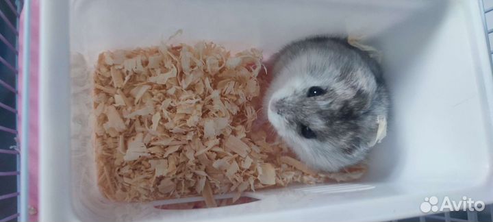 Хомяк джунгарик