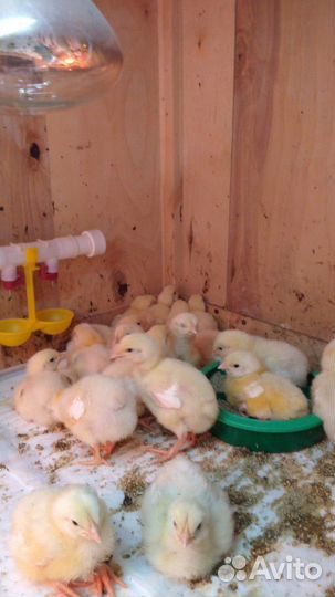 Цыплята бройлера Росс 308 Чехия