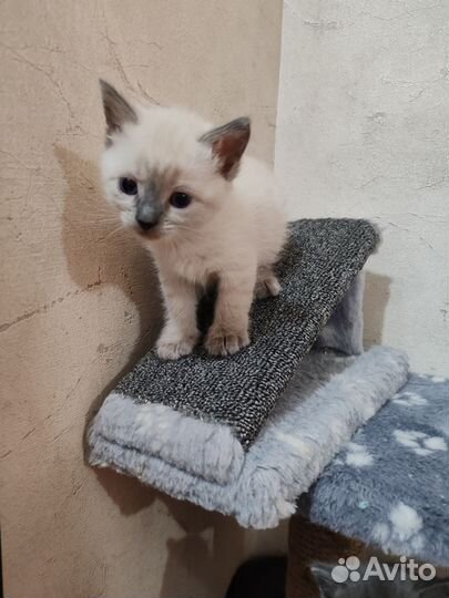 Шотландская