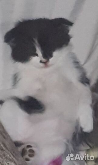 Вислоухие котята в добрые руки