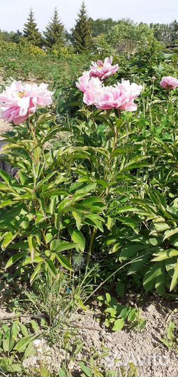 Пионы Сара Бернар саженец