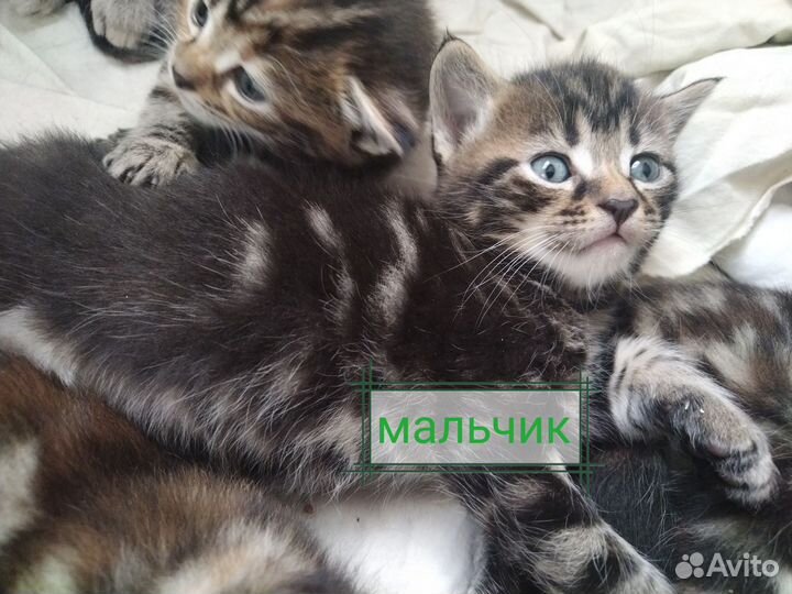 Котята в добрые руки