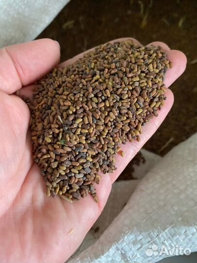 Семена козлятника