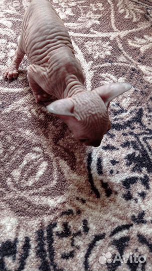 Канадский сфинкс котенок