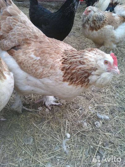 Цыплята породных кур