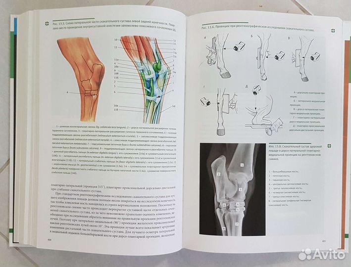 Ортопедические заболевания лошадей