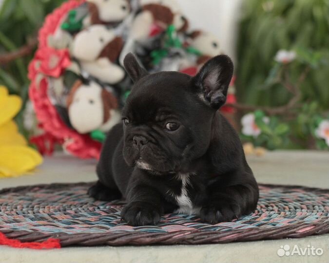 Щенки французского бульдога
