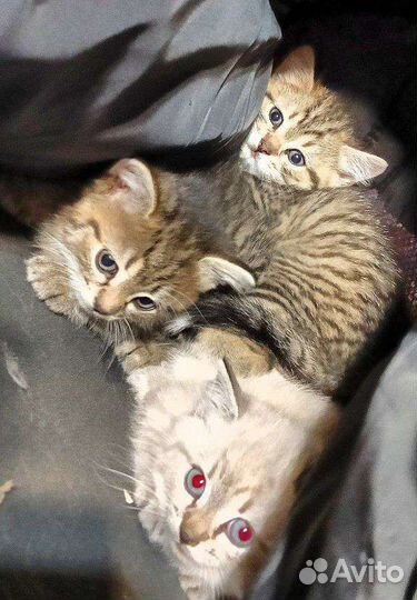 Котята в добрые руки