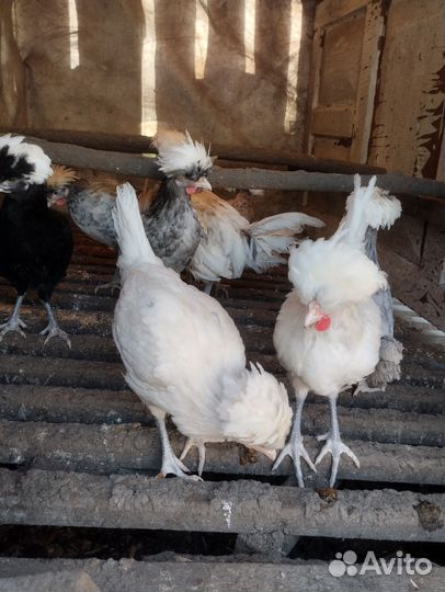 Декоративные карликовые куры