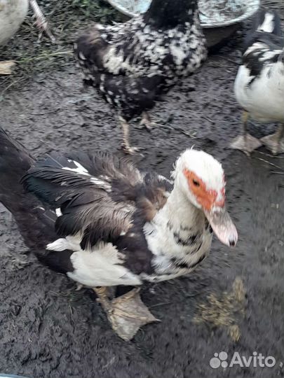 Индоутки, индоутята