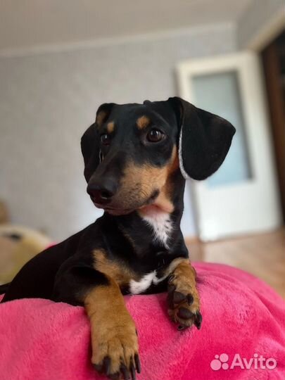 Вязка кобель такса