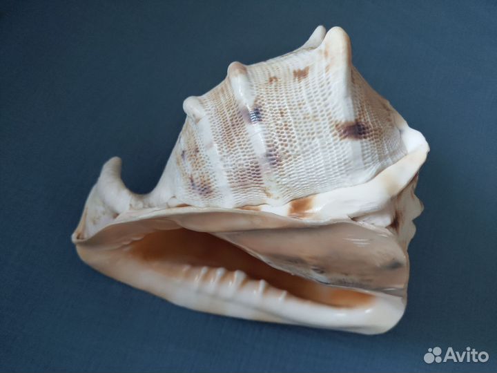 Ракушка декоративная