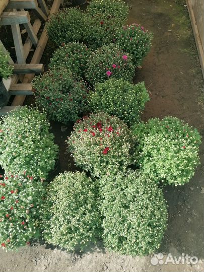 Хризантема мультифлора шарообразная