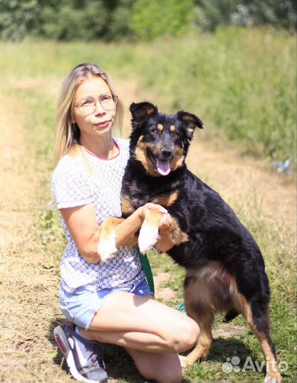 Собака в добрые руки