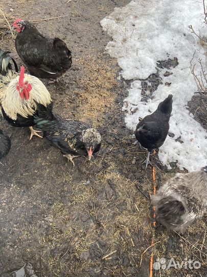 Петухи