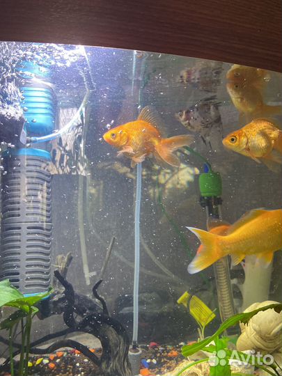 Рыба золотая