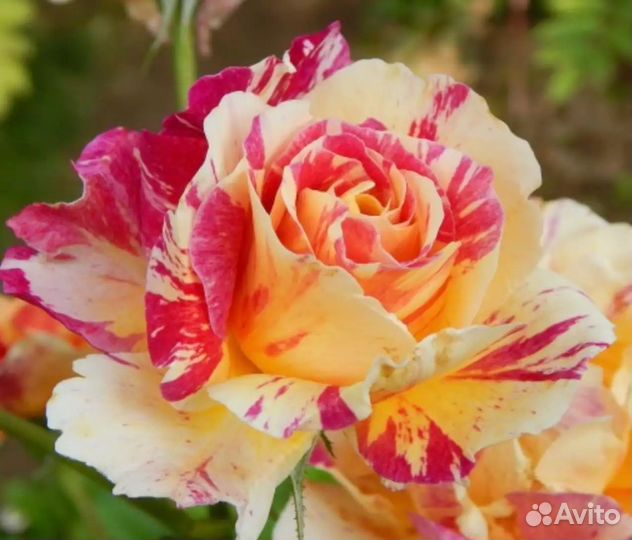 Саженцы Розы флорибунда Камиль Писсарро