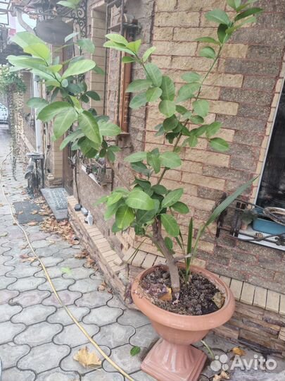 Лимонное дерево большое