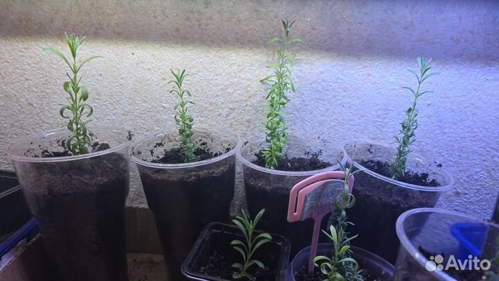 Лаванда саженцы