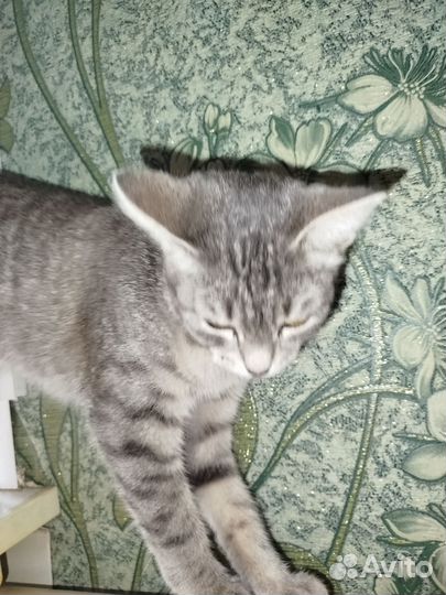 Кошка котенок