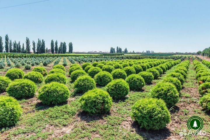 Туя шаровидная красивая