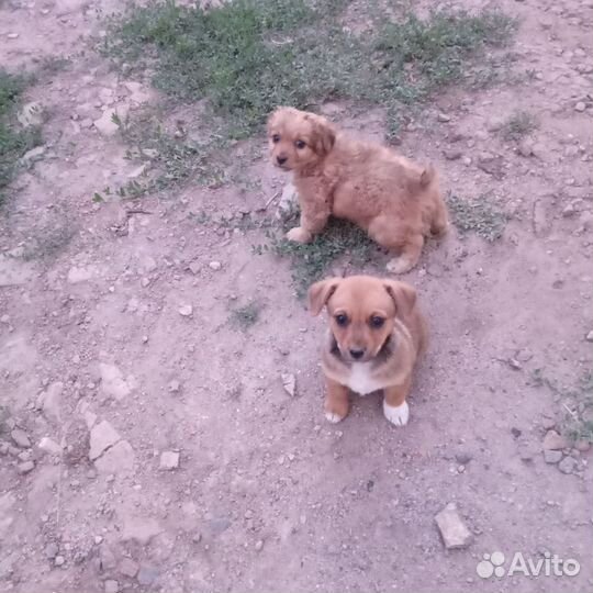 Собака в добрые руки отдам бесплатно