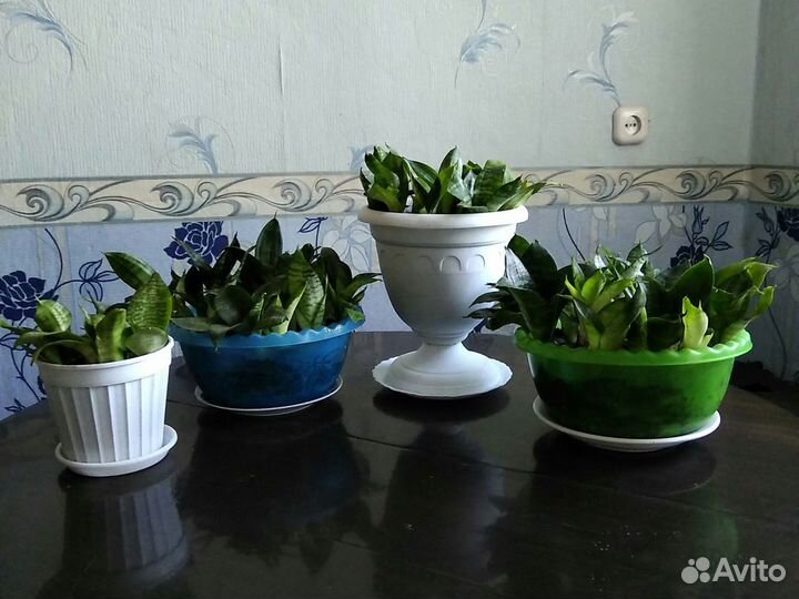 Панданус,китайская роза,аглонема Трейба,спац