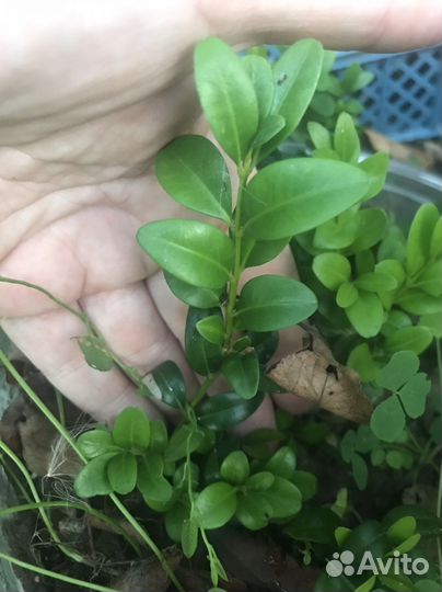 Саженцы самшита