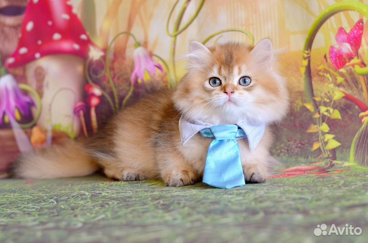 Золотой одуванчик