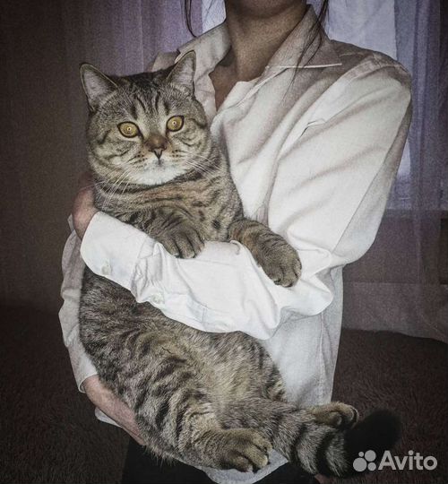 Бесплатно кот на вязку шотландский прямоухий