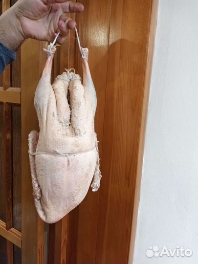 Гуси деревенские (Альшеевский р-н)