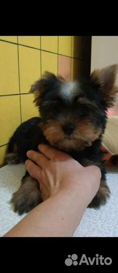 Йоркширский терьер