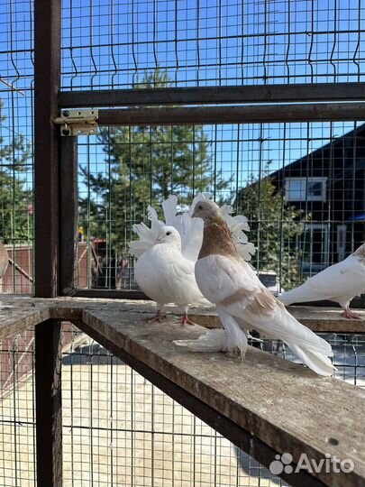Голуби